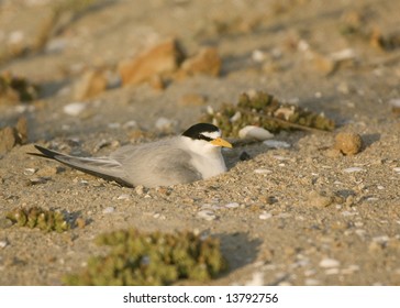 Nesting California Least Tern