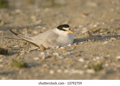 Nesting California Least Tern