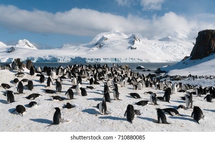 Nesting Chinstrap Penguin colony, Halfmoon Island, Antarctica - Powered by Shutterstock