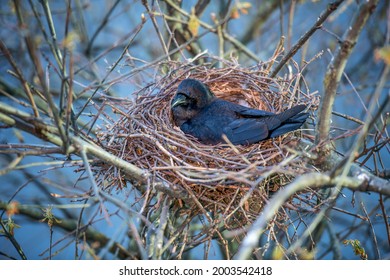 Nesting crow hatching, laying, sitting on the eggs