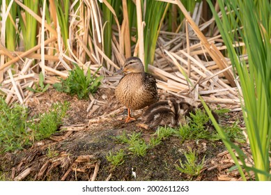 Nesting female mallard duck with Ducklings amongst the reeeds in a conservation wetland