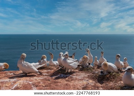 Nesting Gannets on the red cliff of the island Heligoland. Germany.