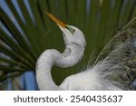 A nesting great egret in Florida 