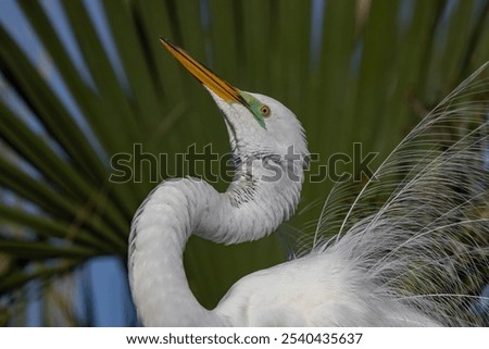A nesting great egret in Florida 