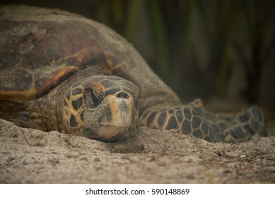 Nesting Hawksbill Turtle