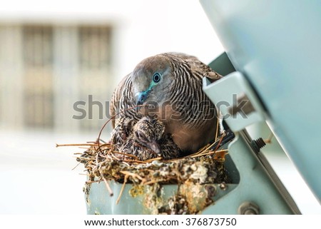 Nesting Mourning Dove bird with squab