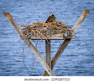Nesting Osprey Rising Eagle at West Point Dam in Georgia.