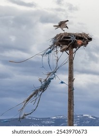 Nesting Osprey use odd materials in nest building. On occasion these can be dangerous to the birds. Bailing twine fibers can become intwined in fledgling's legs.