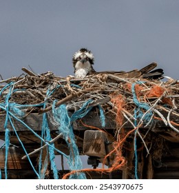 Nesting Osprey use odd materials in nest building. On occasion these can be dangerous to the birds. Bailing twine fibers can become intwined in fledgling's legs.
