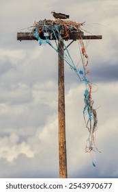 Nesting Osprey use odd materials in nest building. On occasion these can be dangerous to the birds. Bailing twine fibers can become intwined in fledgling's legs.
