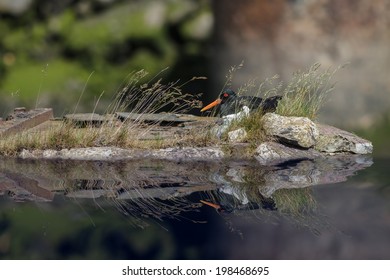 A Nesting Oystercatcher with Reflection