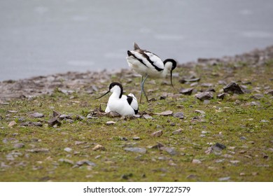 A Nesting Pair Of Avocet, Along The Banks Of The Severn Estuary