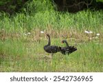 A nesting pair of black swans (Cygnus atratus) are a large waterbird, a species of swan which breeds mainly in the southeast and southwest regions of Australia red beak and eye. 