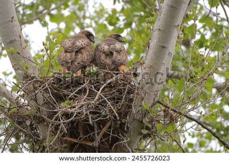 A nesting pair of Red-Tailed hawks 