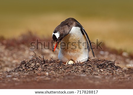 Nesting penguin on the meadow. Gentoo penguin in the nest wit egg, Falkland Islands. Wildlife scene in the nature.
