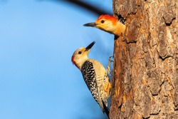 Nesting Red-bellied Woodpeckers At A Nest Cavity In A Pine Tree