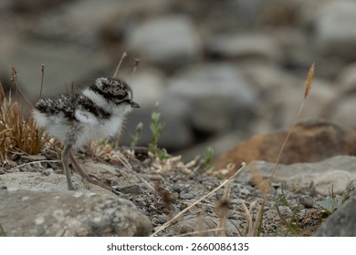 Nesting Ringed Plover in Svalbard