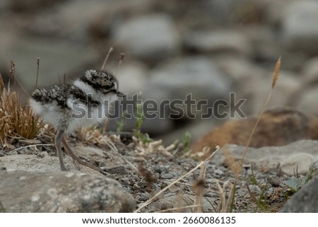 Nesting Ringed Plover in Svalbard