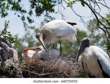 Nesting Storks Babies Stock Photo 640735933 | Shutterstock