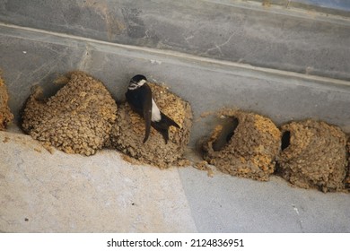 Nesting swallows coming and going from their nests on a wall