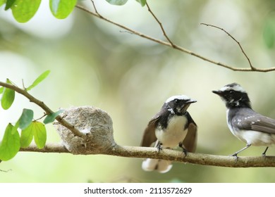 Nesting White Browed Fantail Birds