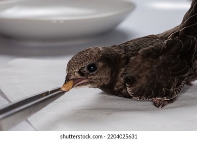 Nestling of black swift handpicked for salvation after that was fallen out of the nest, during feeding in home conditions  - Shutterstock ID 2204025631