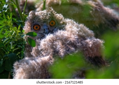 Nestling Of Eurasian Eagle-owl Or Bubo In Steppe