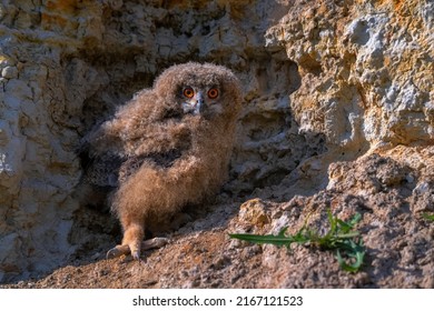 Nestling Of Eurasian Eagle-owl Or Bubo In Steppe