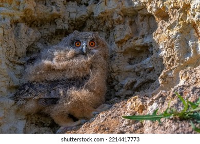 Nestling Of Eurasian Eagle-owl Or Bubo In Steppe