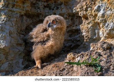 Nestling Of Eurasian Eagle-owl Or Bubo In Steppe