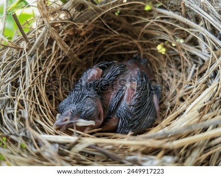 A nestling rest peacefully in nest waiting for its mother to feed its hungry stomach.