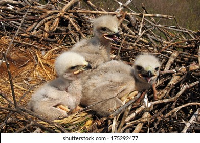 Nestlings of eagle