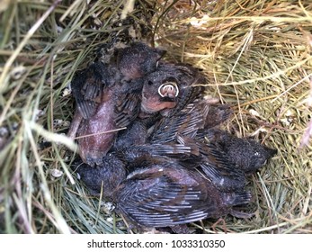 Nestlings Open Mouth Waiting Mom Feed Stock Photo 1033310350 | Shutterstock