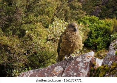 Nestor Kea parrot lives in forest mountain areas in South island in New Zealand - Shutterstock ID 1361789771