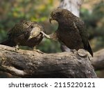 Nestor kea parrots teasing each other. Nestor notabilis.