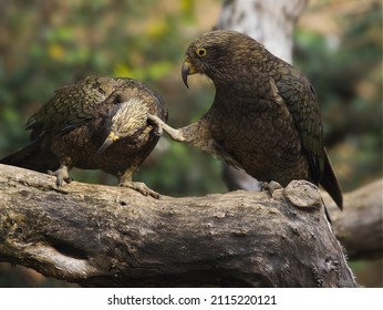 Nestor Kea Parrots Teasing Each Other. Nestor Notabilis.