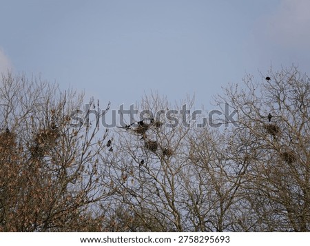 Nests of corvids in the treetops
