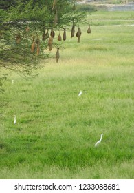 Nests Hanging To The Tree. Sudan Golden Sparrow, Made (weaves) The Nest With Long Grass. House Or Home Of Birds.