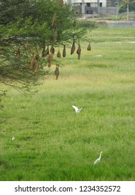 Nests Hanging To The Tree. Sudan Golden Sparrow, Made (weaves) The Nest With Long Grass. House Or Home Of Birds.