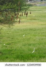 Nests Hanging To The Tree. Sudan Golden Sparrow, Made (weaves) The Nest With Long Grass. House Or Home Of Birds.