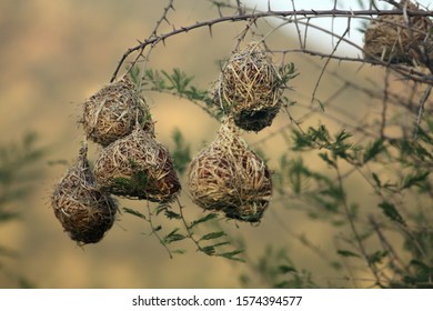 The nests of the southern masked weaver - African masked weaver (Ploceus velatus) hanging from the branches. Morning sun..