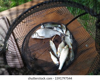 Net With Caught Small Fish