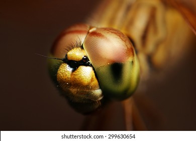 Net Of Eye Dragonfly 