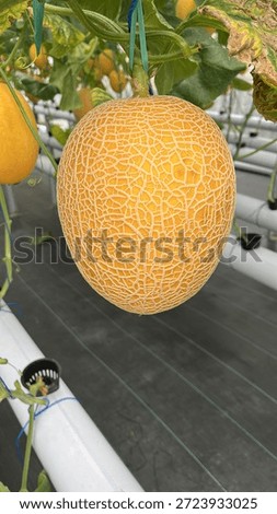 The net is really tempting