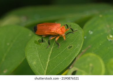 Net Winged Beetle On The Leaf. Used Selective Focus.