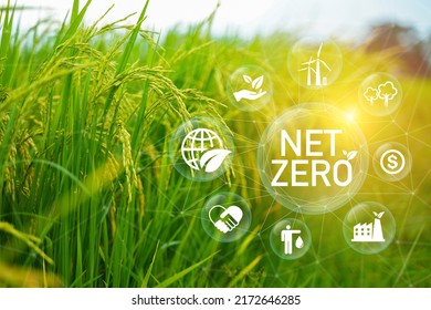 Net Zero And Carbon Neutral Concepts Net Zero Emissions Goals Weather Neutral Long-term Strategy.