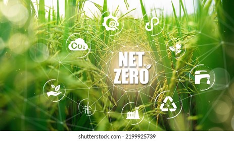 Net Zero And Carbon Neutral Concepts Net Zero Emissions Goals Weather Neutral Long-term Strategy.