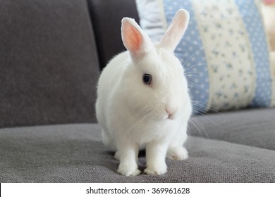 mini dwarf rabbit