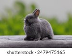 Netherland dwarf rabbit sit on the table .