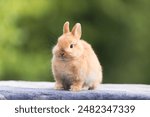 Netherland dwarf rabbit stand on the table outdoor shot.